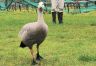 Cape Barren Goose 