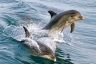 Dolphins in Port Phillip Bay