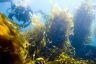 Dive Victoria - Queenscliff