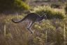 Kangaroo at Wilsons Promontory