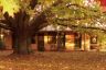 Chris's - Autumn scene