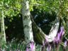 Spring amongst the birches