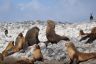 Australian Fur seals